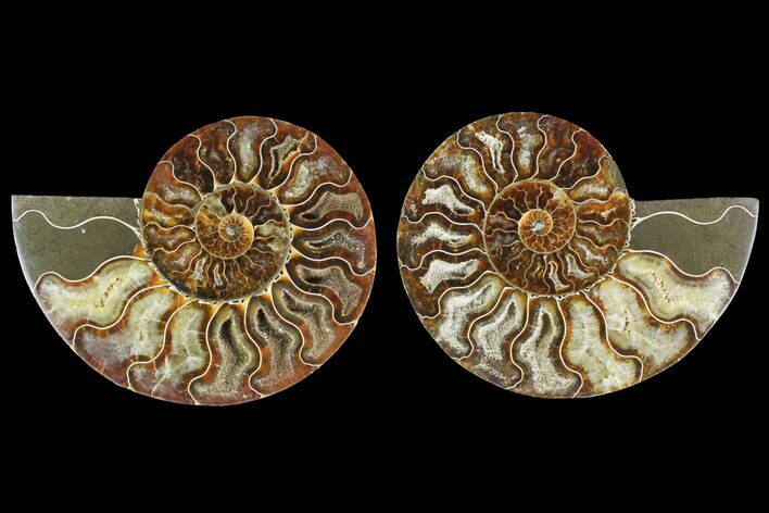 Agatized Ammonite Fossil - Madagascar #135264